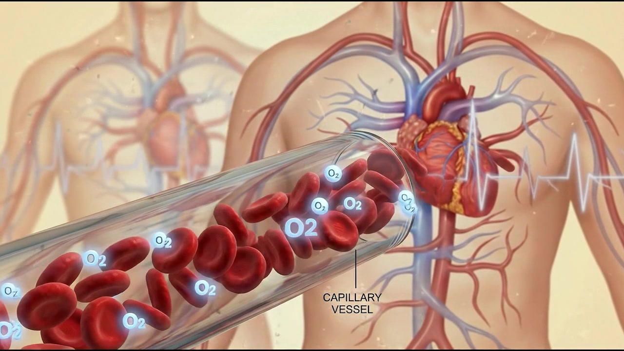 Rete ramificata luminosa rossa e blu di vasi sanguigni cardiovascolari