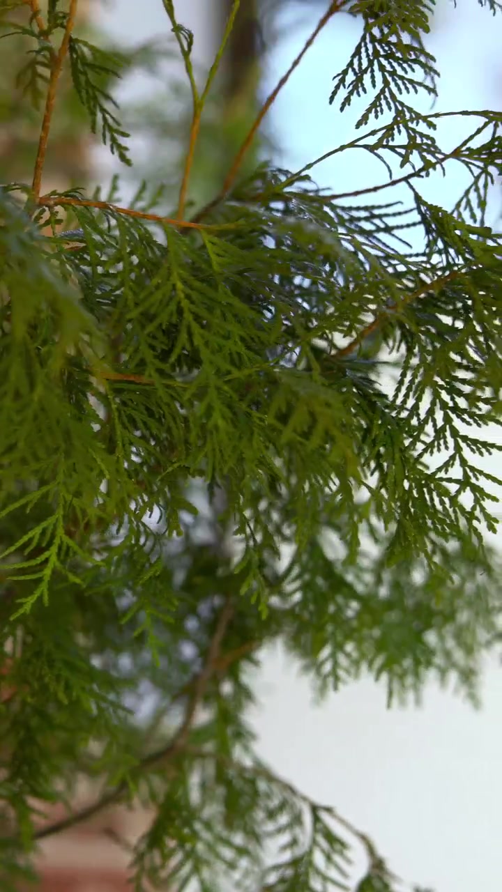Rami sempreverdi in primo piano vicino a una sedia bianca, sfondo di loft in mattoni sfocato, fogliame delicato che ondeggia.