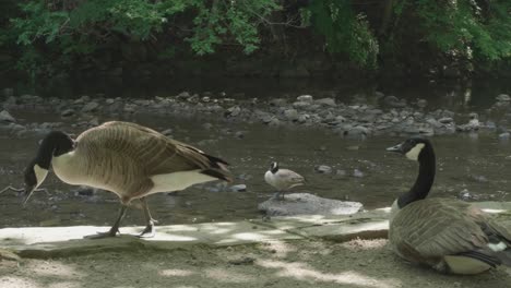 wild geese at the wissahickon creek