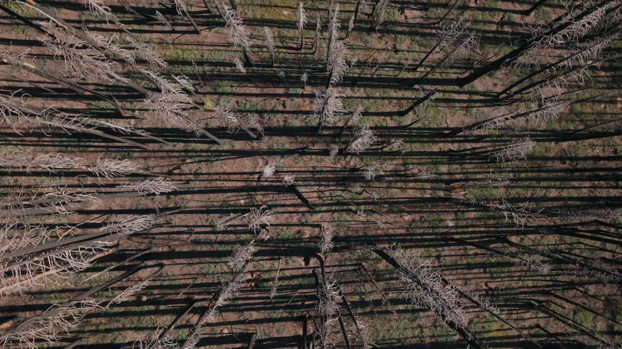 Aerial view of a burned forest landscape in California, showing stark beauty