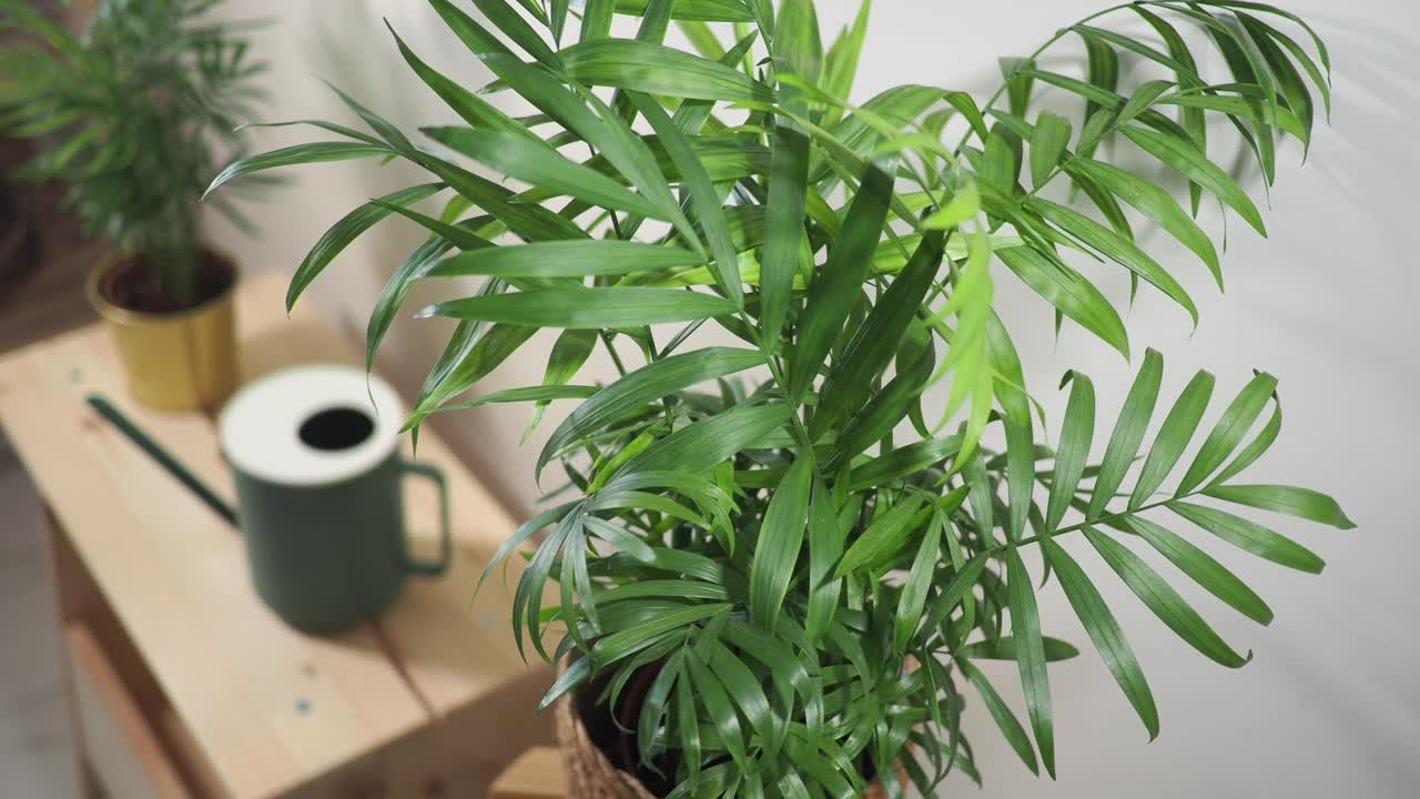 Parlor Palm Houseplant with Watering Can