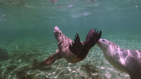 underwater shot of playing sea lions with diver having fun during holiday trip in australia