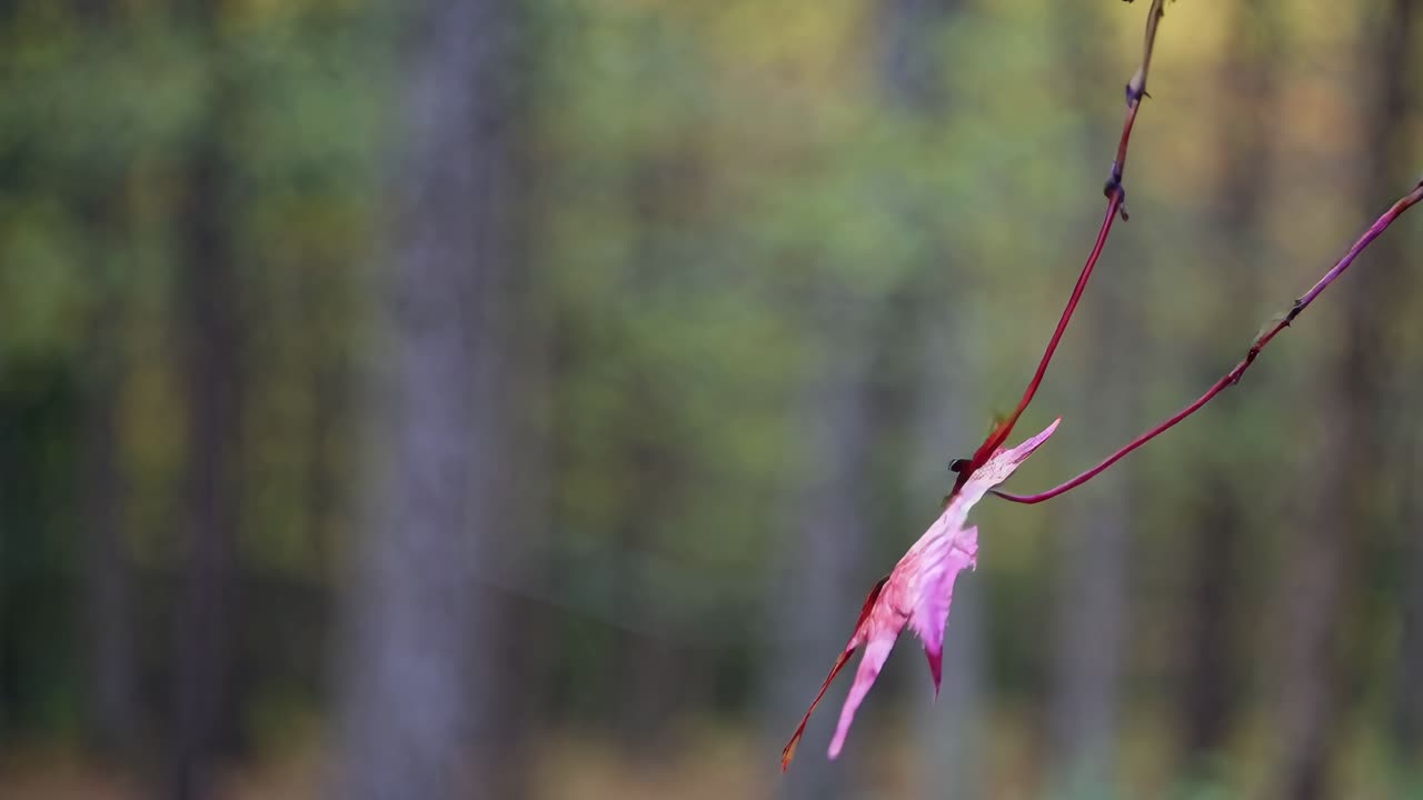 A serene video capturing a vibrant red maple leaf gently swaying against a blurred forest backdrop