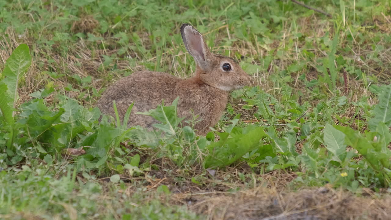 conejo salvaje europeo oryctolagus cuniculus comiendo hierba