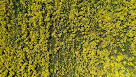 campo con hermosas flores amarillas