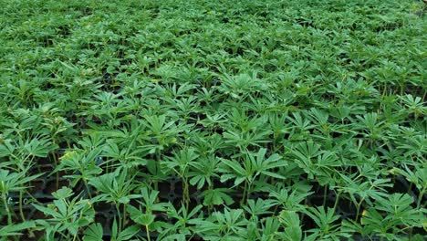 trays of young hemp plants with trimmed leaves in a greenhouse