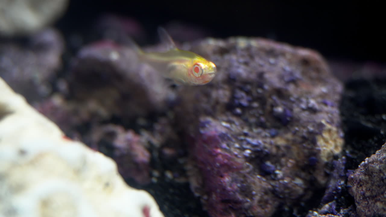 pez albino flota y parpadea