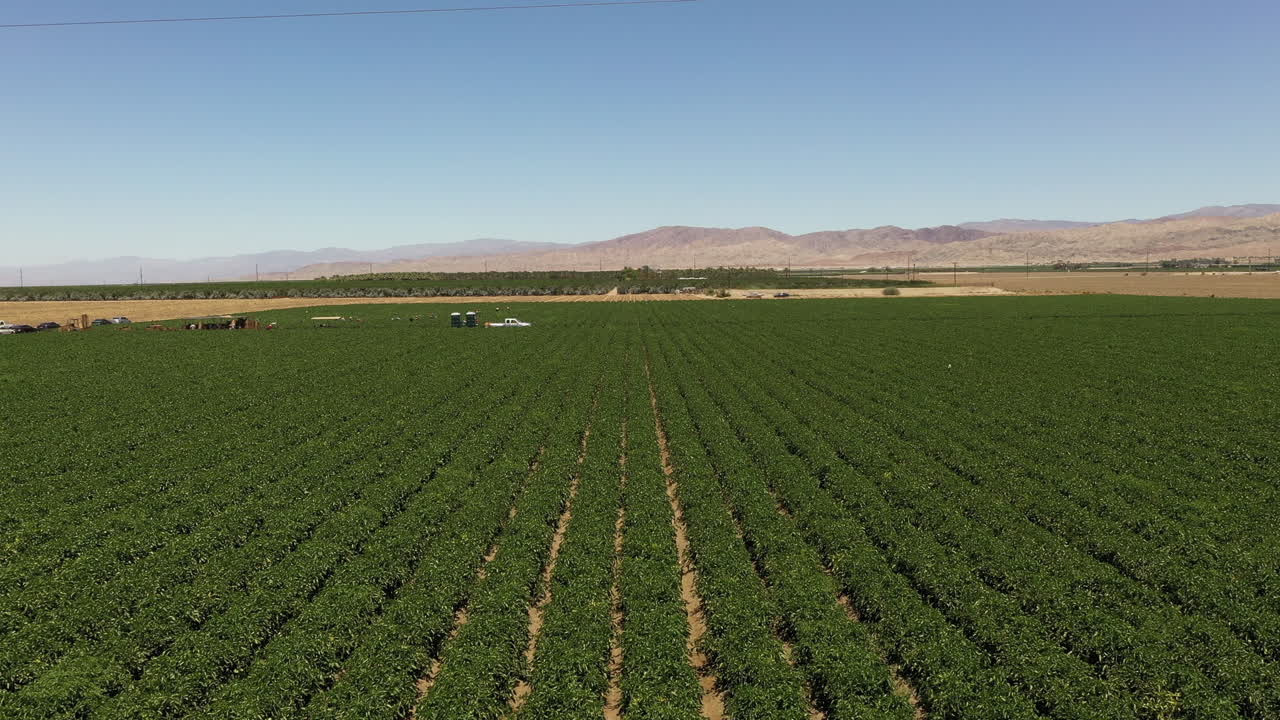 The luscious green fields of Palm Spring Valley in California, which is close to Los Angeles, are captured in an incredibly wide overhead drone video