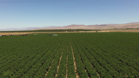 The-luscious-green-fields-of-Palm-Spring-Valley-in-California,-which-is-close-to-Los-Angeles,-are-captured-in-an-incredibly-wide-overhead-drone-video