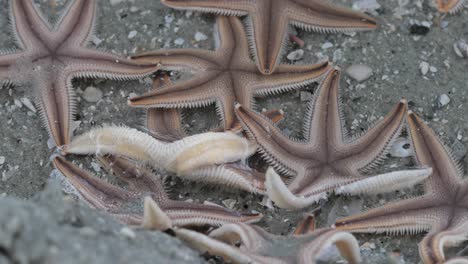 estrellas de mar nadando en la playa