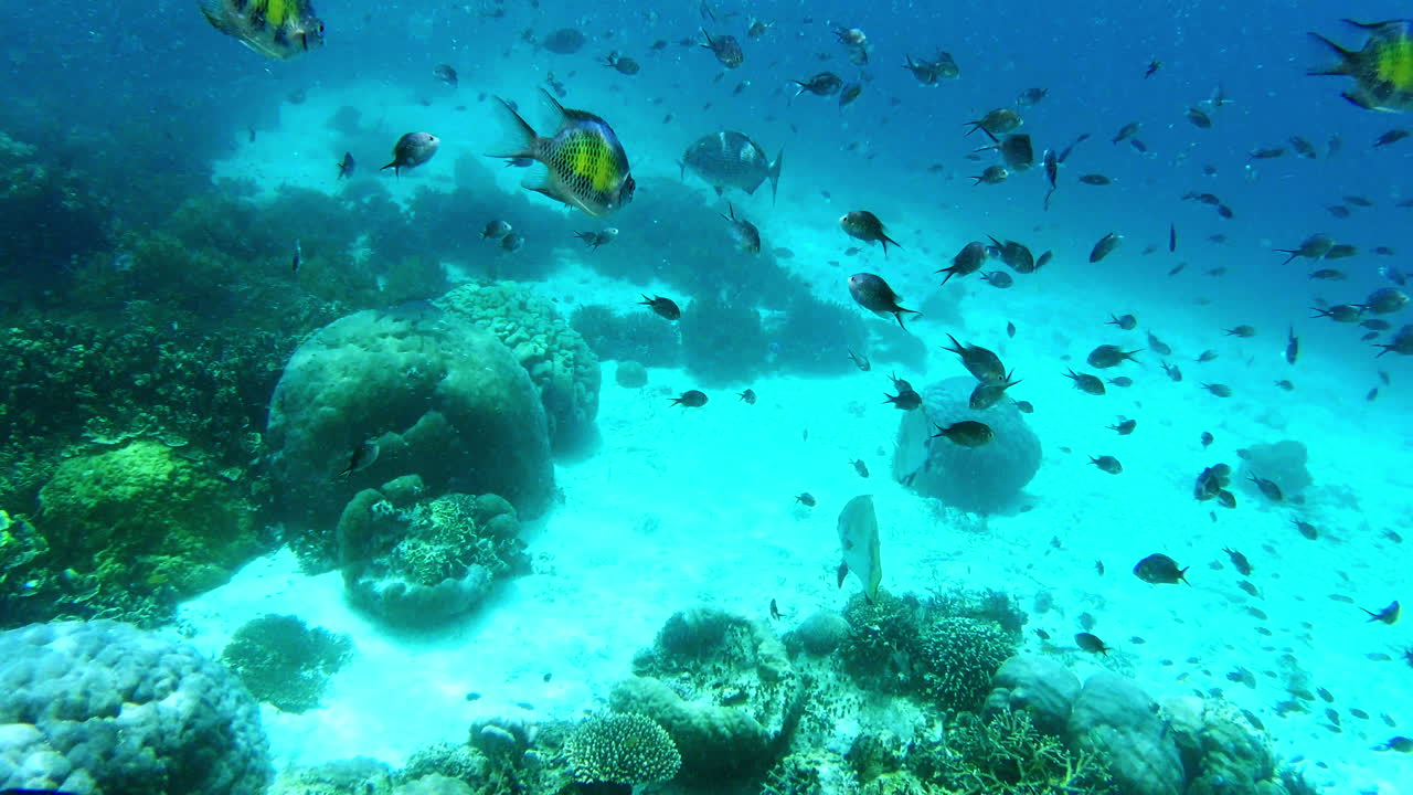 활기찬 수중 산호초 생태계