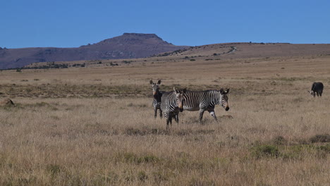 Kap-Bergzebra-In-Graslandlandschaft,-Blick-In-Die-Kamera,-Bergzebra-N