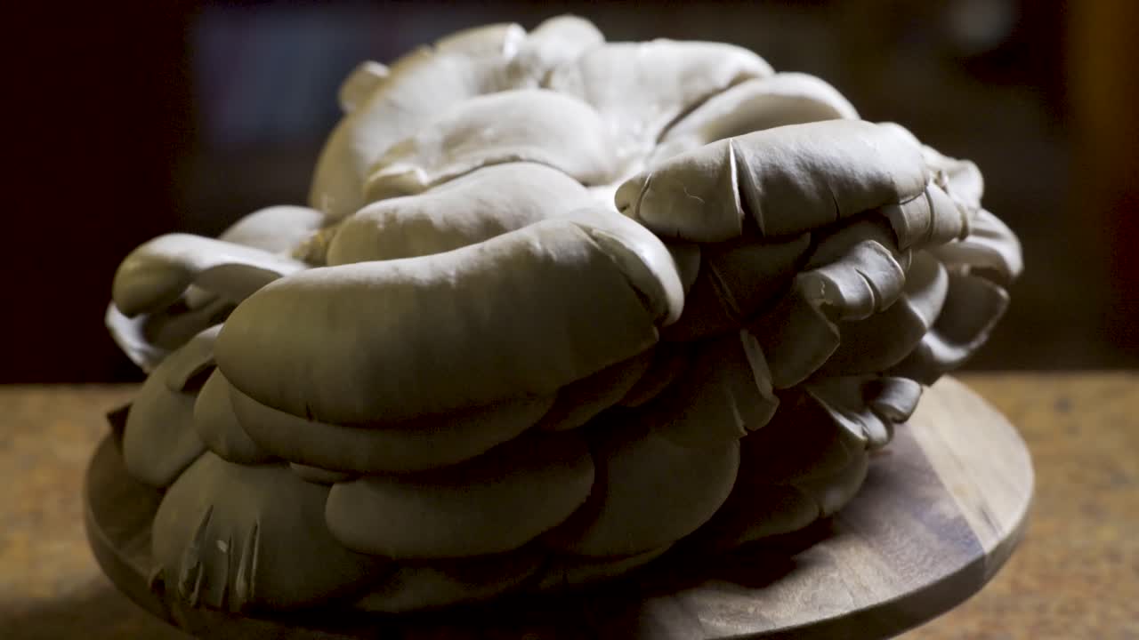 Fresh Oyster Mushrooms