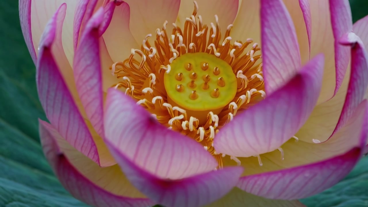 Nærbilde av en rosa lotusblomst som blomstrer i en dam