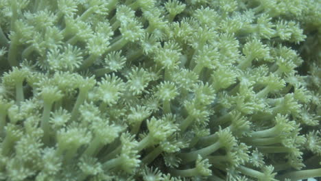 goniopora, a menudo llamado coral maceta, es un género de coral pétreo colonial que se encuentra en el mar rojo es un coral enigmático que ha capturado la fantasía de muchos aficionados a los arrecifes