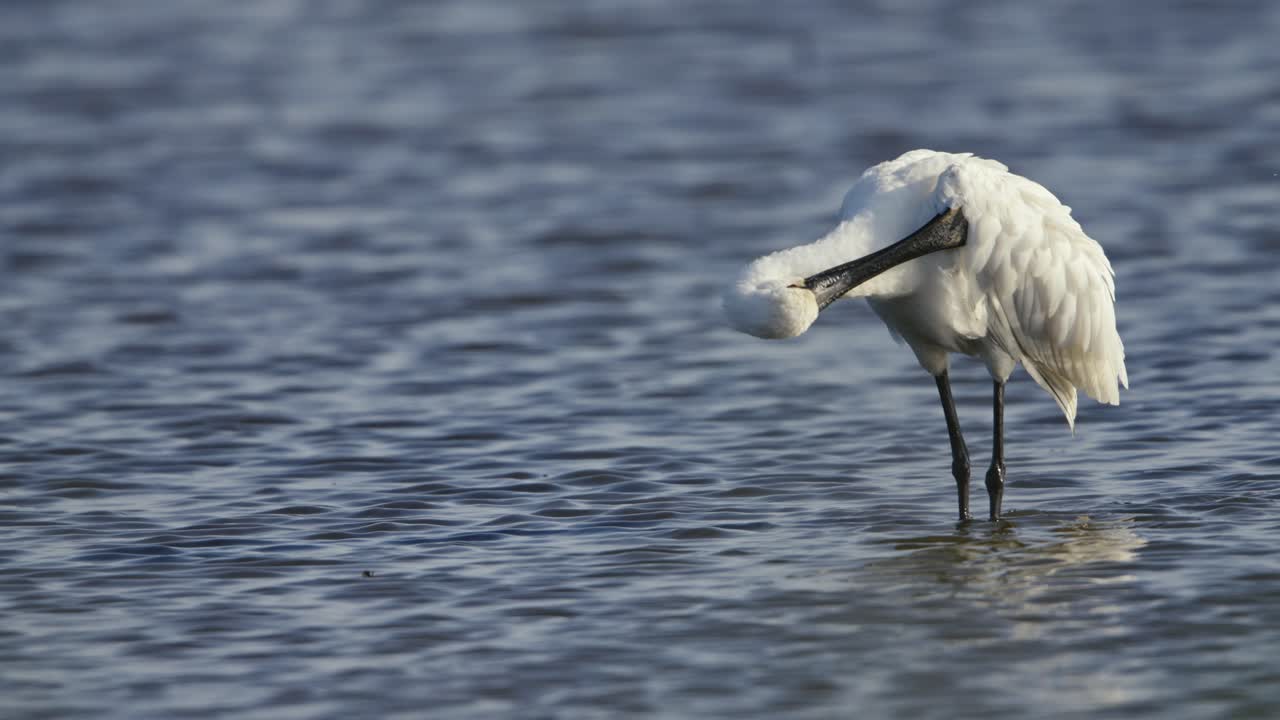 Close up shot of an Eurasian spoonbill shaking and cleaning itself before going back to feeding