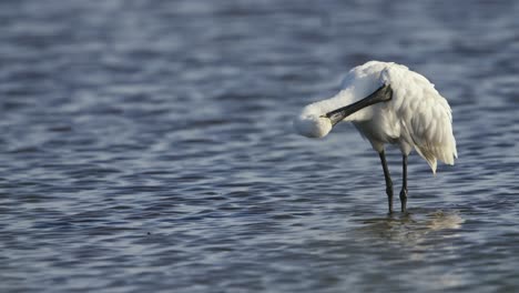 Close-up-shot-of-an-Eurasian-spoonbill-shaking-and-cleaning-itself-before-going-back-to-feeding