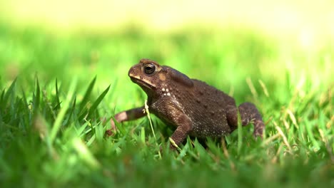 el sapo común asiático, duttaphrynus melanostictus, encaramado en la exuberante hierba verde, emite un profundo gruñido gutural, su saco vocal pulsa rítmicamente con cada nota, llamando y atrayendo a una pareja