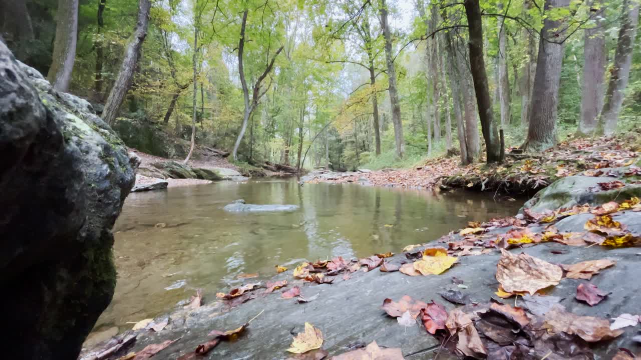 Establishing woods with a stream on an early fall day