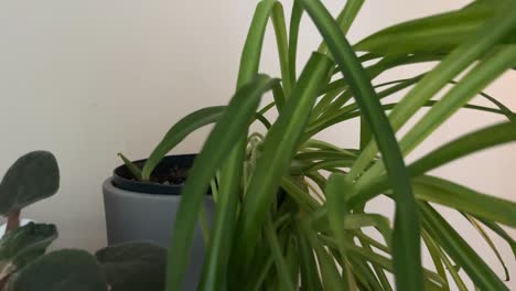 Closeup-Of-Potted-Spider-Plant-Inside-The-House