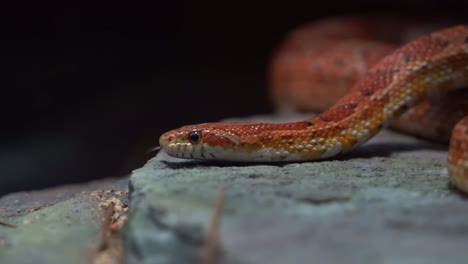 non-venomous corn snake, pantherophis guttatus hiding between the rocks, flicking tongue, serpentine locomotion, crawling and slithering forward, close up shot