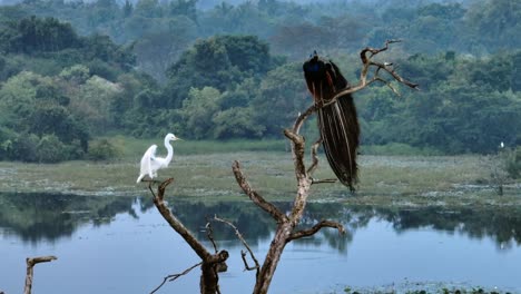 static shot of a peacock and a white egret perched on a dry tree over a calm lake, sri lanka nature