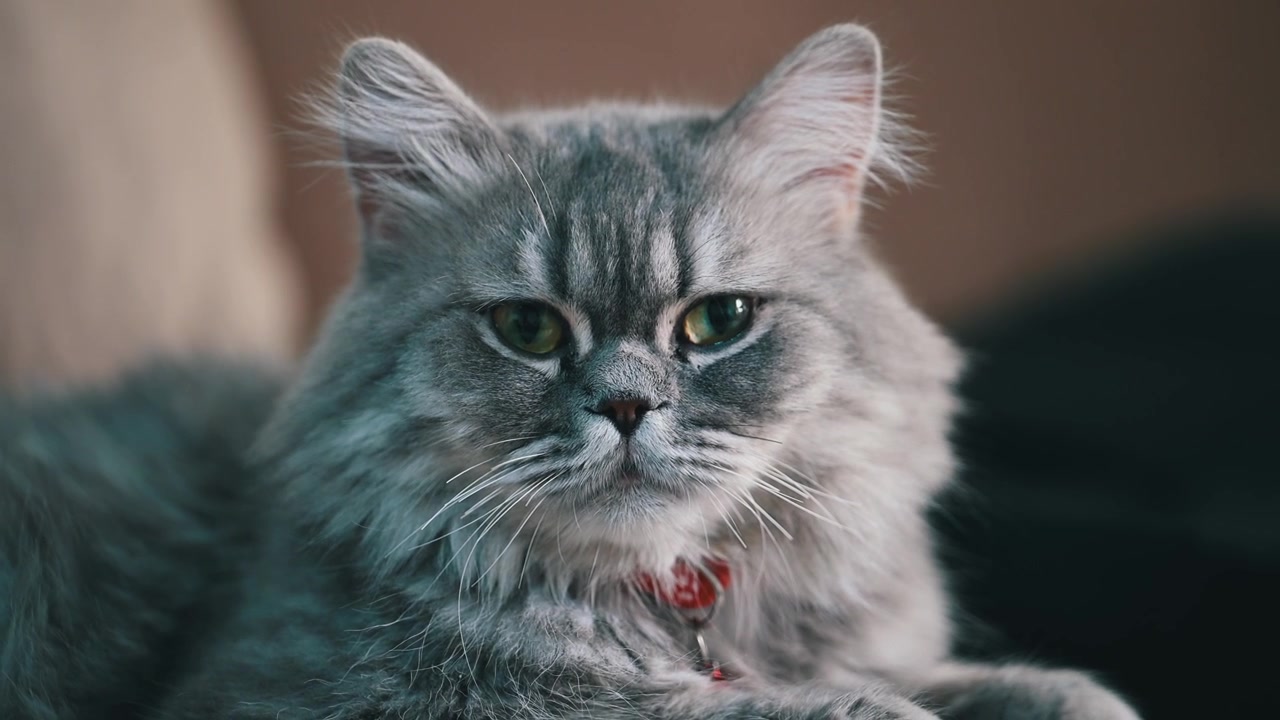 Un gatto persiano adulto si gode un momento di relax sul divano