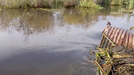 Quick-moving-backed-up-flood-water-flowing-through-a-culvert-after-a-beaver-dam-blockage-was-removed