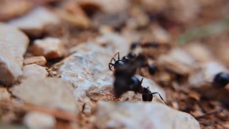 ants scurrying through dirt and rocks in a natural habitat during daylight hours