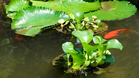 farbenfrohe koi-karpfen und goldfische schwimmen zwischen grünen wasserlilien und lilienblättern