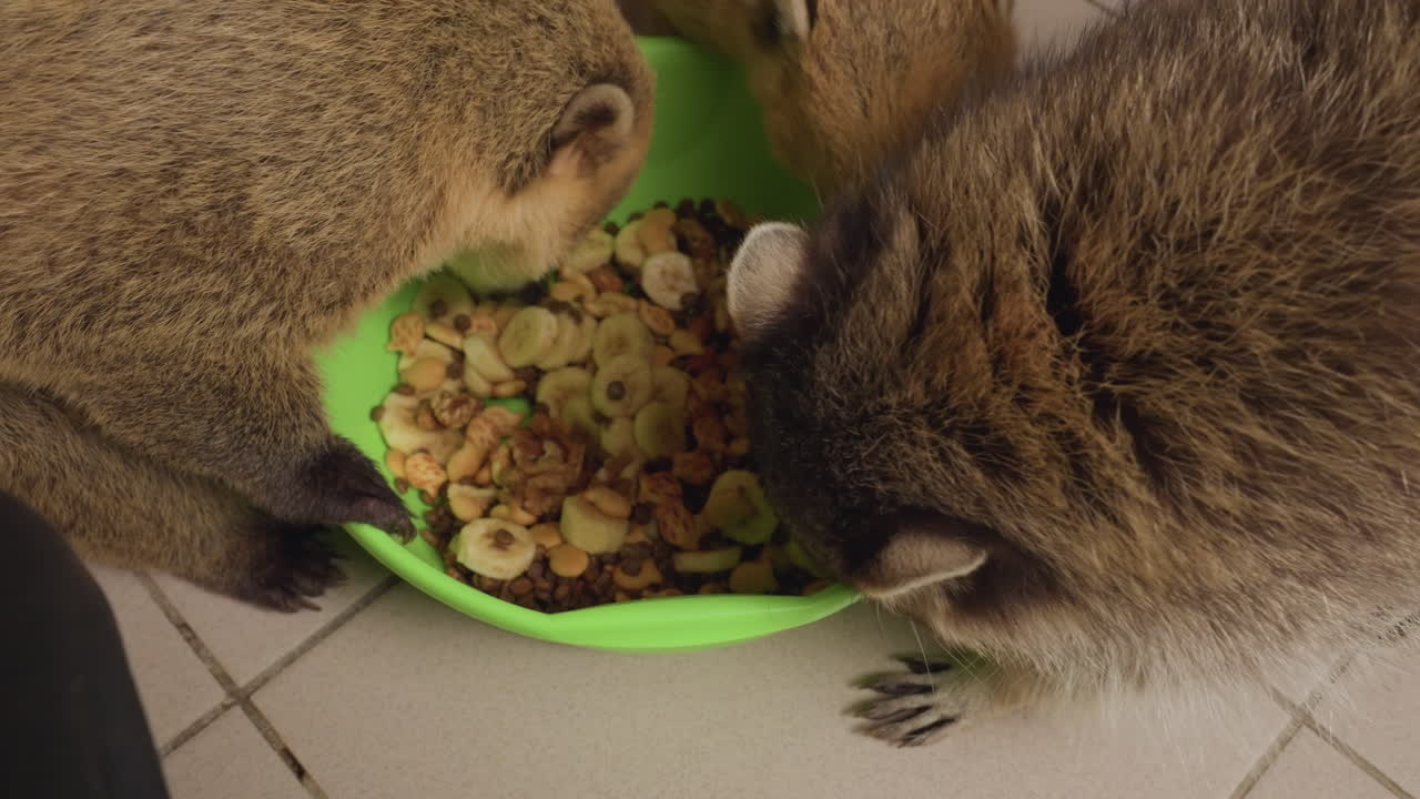 Nasenbär und Waschbär fressen aus einer grünen Schüssel auf einem Fliesenboden, zwei wilde Säugetiere teilen sich einen Snack in einer geschützten Umgebung, eine Nahaufnahme von oben zeigt Schnauzen, Schnurrhaare und spielerischen Wettbewerb, freihändige Fütterung