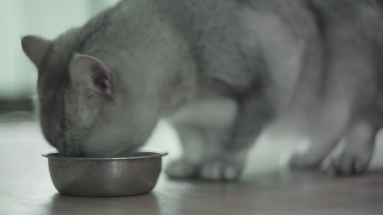 회색 고양이가 바닥에 있는 반이는 금속 그에서 먹기 위해 구부러집니다.