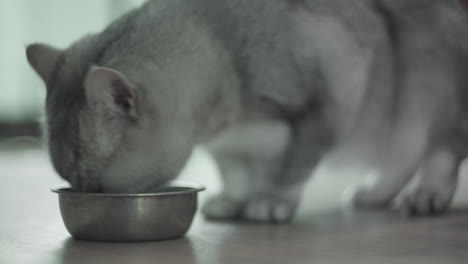 un gato gris se inclina para comer de un cuenco metálico brillante en el suelo.