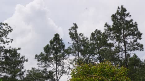 Naturaleza-Al-Aire-Libre-árboles-Paisaje-Con-Cielo-Y-Nubes