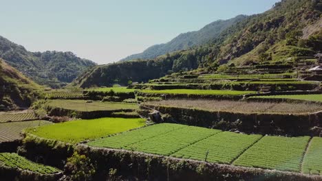 green rice vegetable paddy farms growing in mountainous valley blue sky kabayan benguet philippines ascending aerial