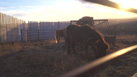 Pony-Während-Des-Sonnenuntergangs-Auf-Der-Farm