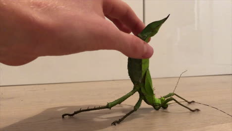 a stick insect heteroptix dilatata lies on a wooden floor against the breeder trying to catch it