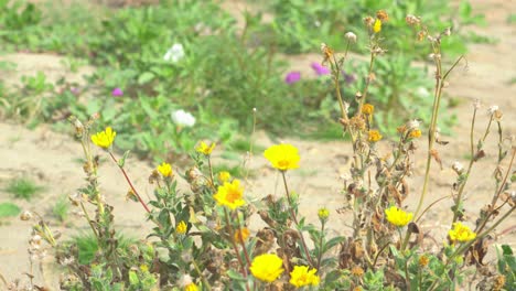 Toma-Estática-De-Algunas-Flores-Del-Desierto-Que-Crecen-En-La-Arena-Después-De-Una-Lluvia-Fresca.