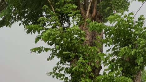 Tree-leaves-blown-by-the-wind-during-heavy-rain