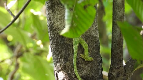 chameleon walking on tree uhd mp4 4k