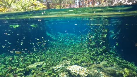 Vista-Submarina-Del-Cenote-Nichte-ha-En-Playa-Del-Carmen,-Con-La-Luz-Del-Sol-Filtrándose-A-Través-Del-Agua-Clara,-Mostrando-Plantas-Acuáticas-Y-Peces-Pequeños.