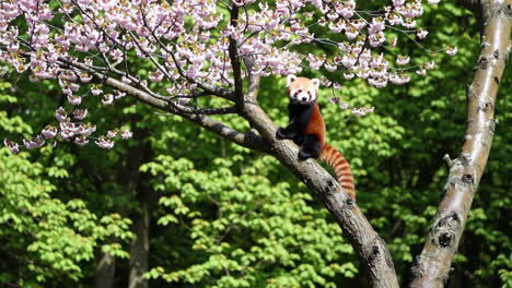 red panda in cherry blossom tree
