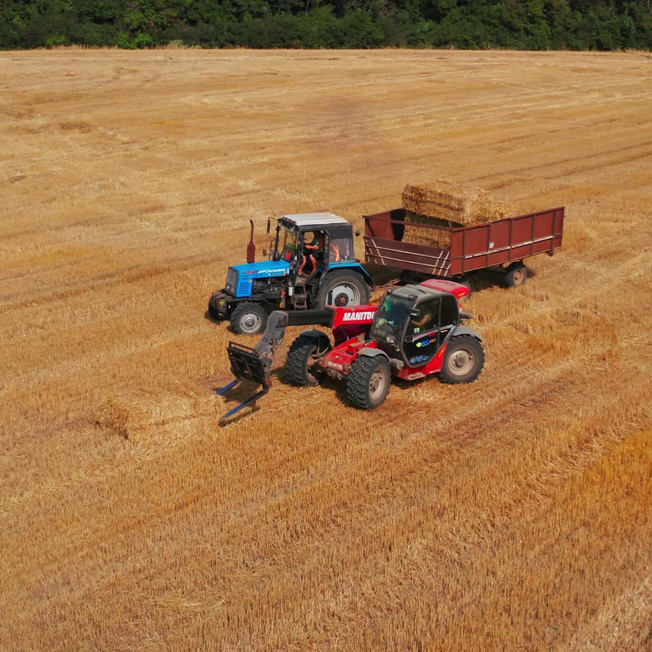 Summer yellow field farming by tractor. Industrial golden wheat big combine