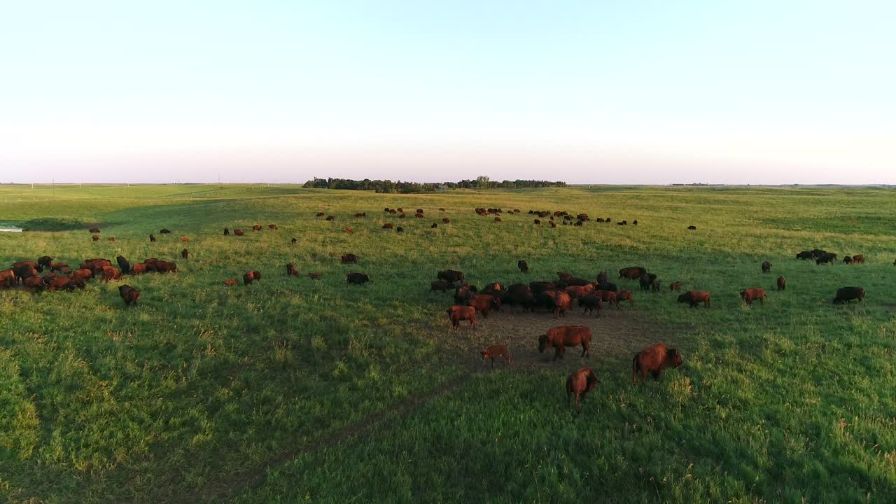 Ripresa aerea 4K con drone che sorvola una grande mandria di bufali mentre un vitello saltella in pascoli verdi nelle pianure del Dakota del Sud.