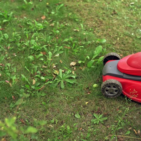 taking care of garden