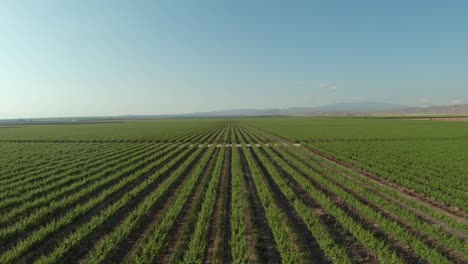 green rows of produce disappear into the distance on a vast farm in southern california - aerial flyover