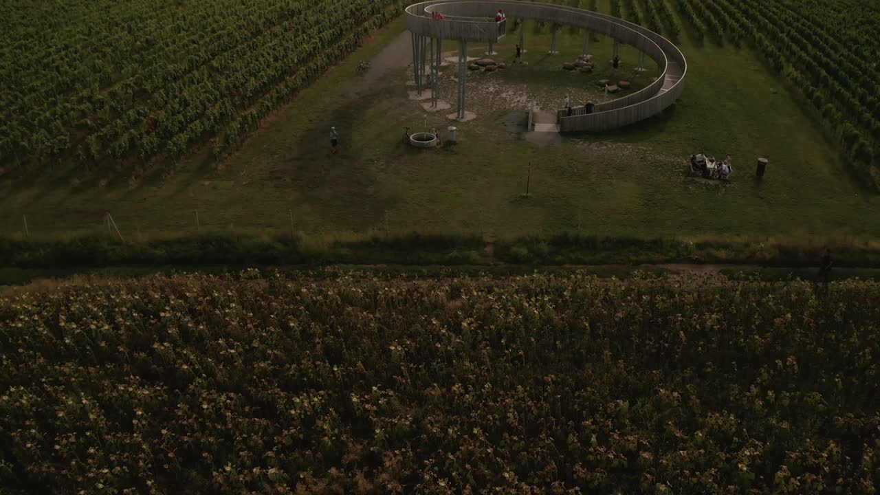 공중 드론은 체코 공화국 모라비아에 있는 나선형 관광 타워 근처에서 백라이트 포도원 위로 낮게 날아가는 샷을 보여줍니다.