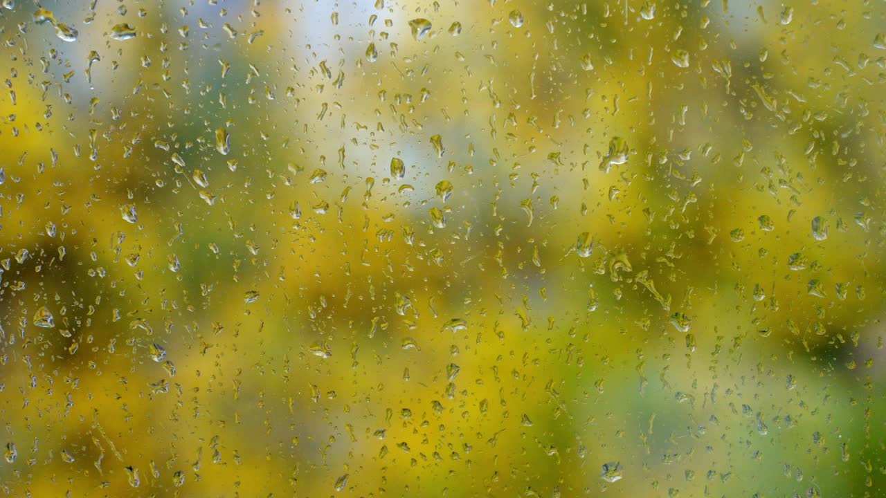Raindrops slowly flow down the glass of the window, yellow leafs on trees outside in autumn, windy, static background with copy space