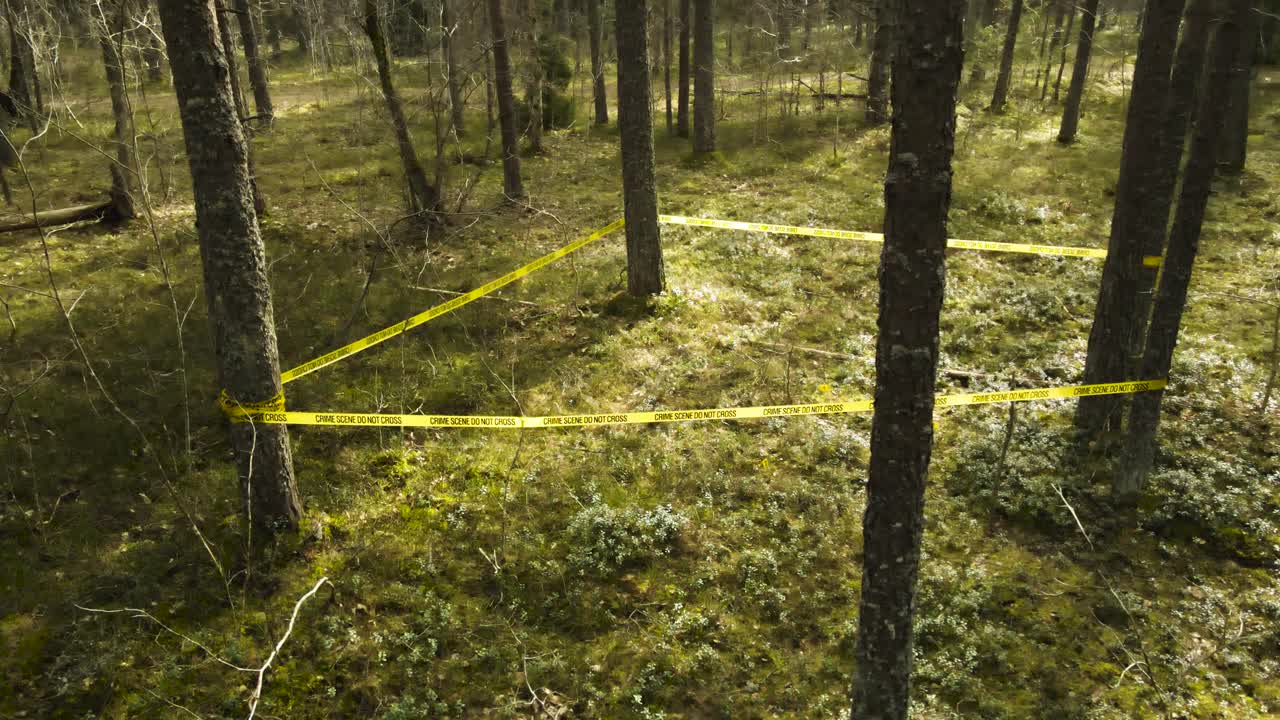 Restricted area marked by yellow crime scene tape wrapped around pine trees in a sunlit forest, creating a perimeter for an ongoing police investigation into a serious criminal event