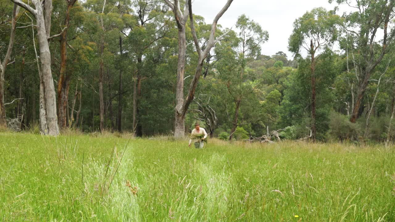 Colono australiano dall'aspetto storico trasporta l'erba attraverso un campo nella boscaglia.